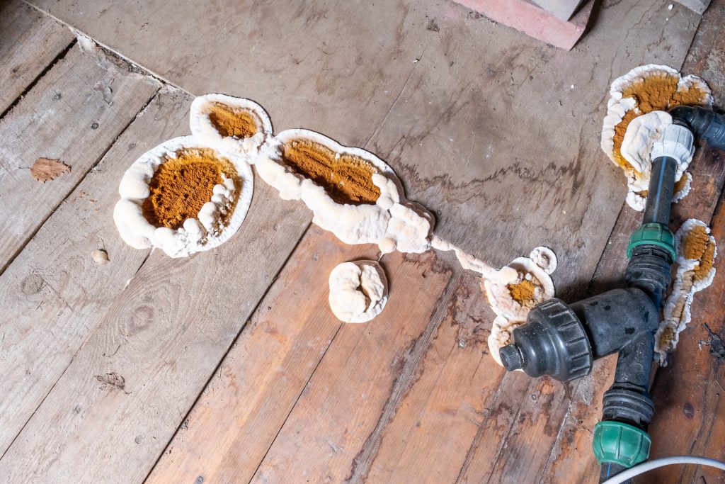 certibiocide Autre Produits